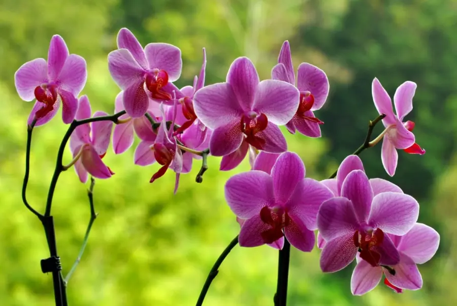 Mettere il sale sulle orchidee: ecco perché devi farlo