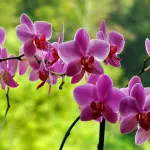 Mettere il sale sulle orchidee: ecco perché devi farlo