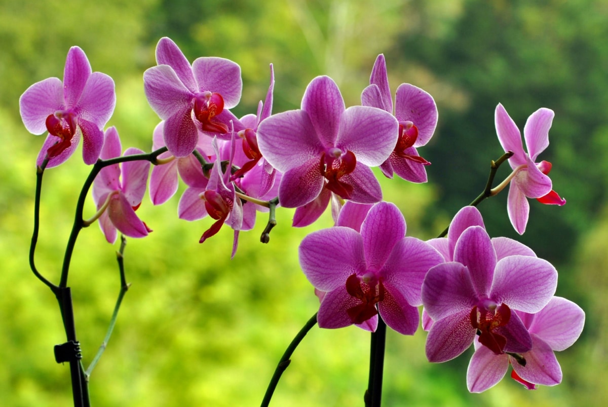 Mettere il sale sulle orchidee: ecco perché devi farlo