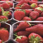 Fragole piene di pesticidi: attenzione, ecco cosa si rischia