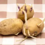 Mangiare patate germogliate: ecco i rischi che si corrono