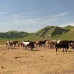 Come dormono i cavalli: in piedi o sdraiati?
