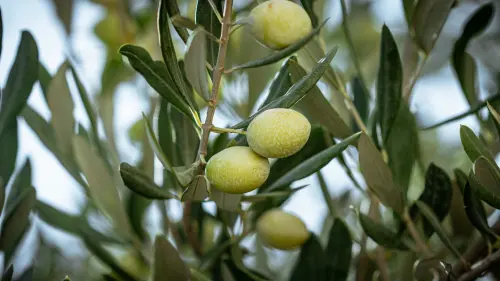 Caratteristiche olio toscano: cosa lo rende pregiato
