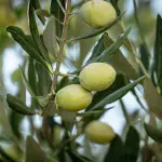 Caratteristiche olio toscano: cosa lo rende pregiato