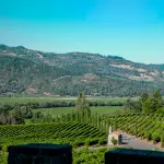 Dalla Toscana alla Napa Valley: quando l'amore per il vino attraversa l'oceano