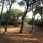 Spiagge di Follonica: mare e pinete sul Golfo