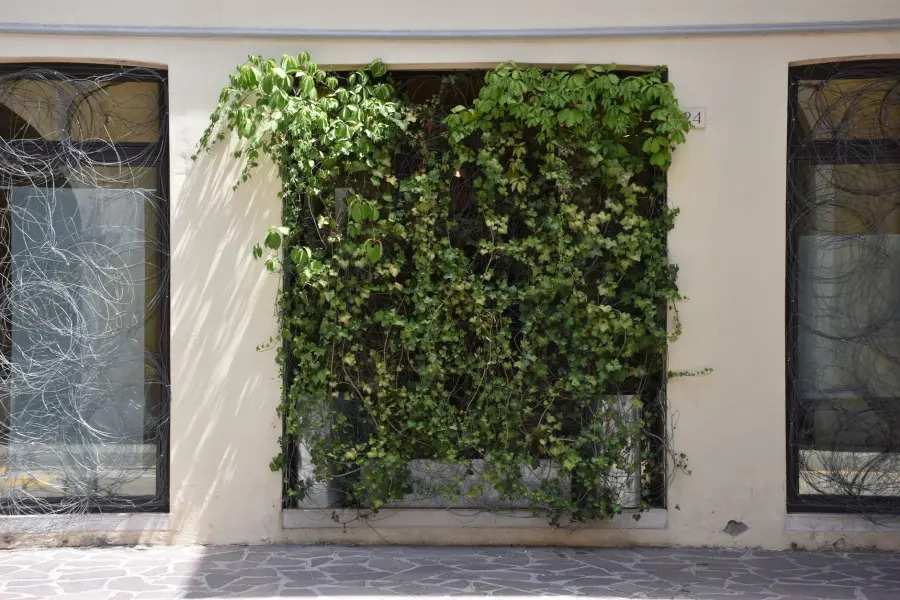 Piante rampicanti balcone a crescita rapida