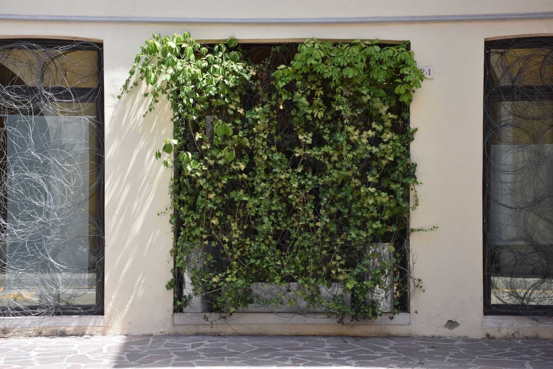 Piante rampicanti balcone a crescita rapida