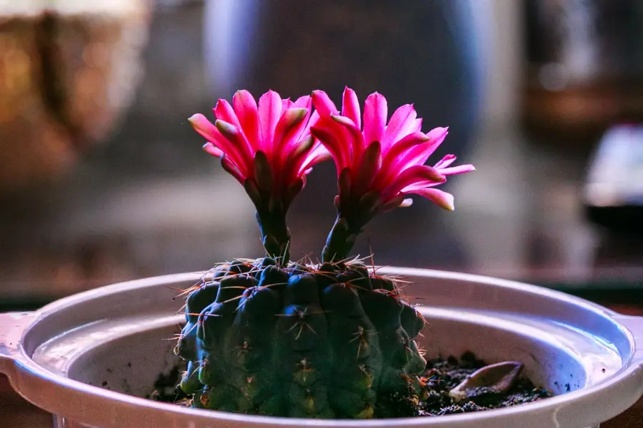 Pianta grassa con fiori: guida alla coltivazione