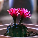 Pianta grassa con fiori: guida alla coltivazione