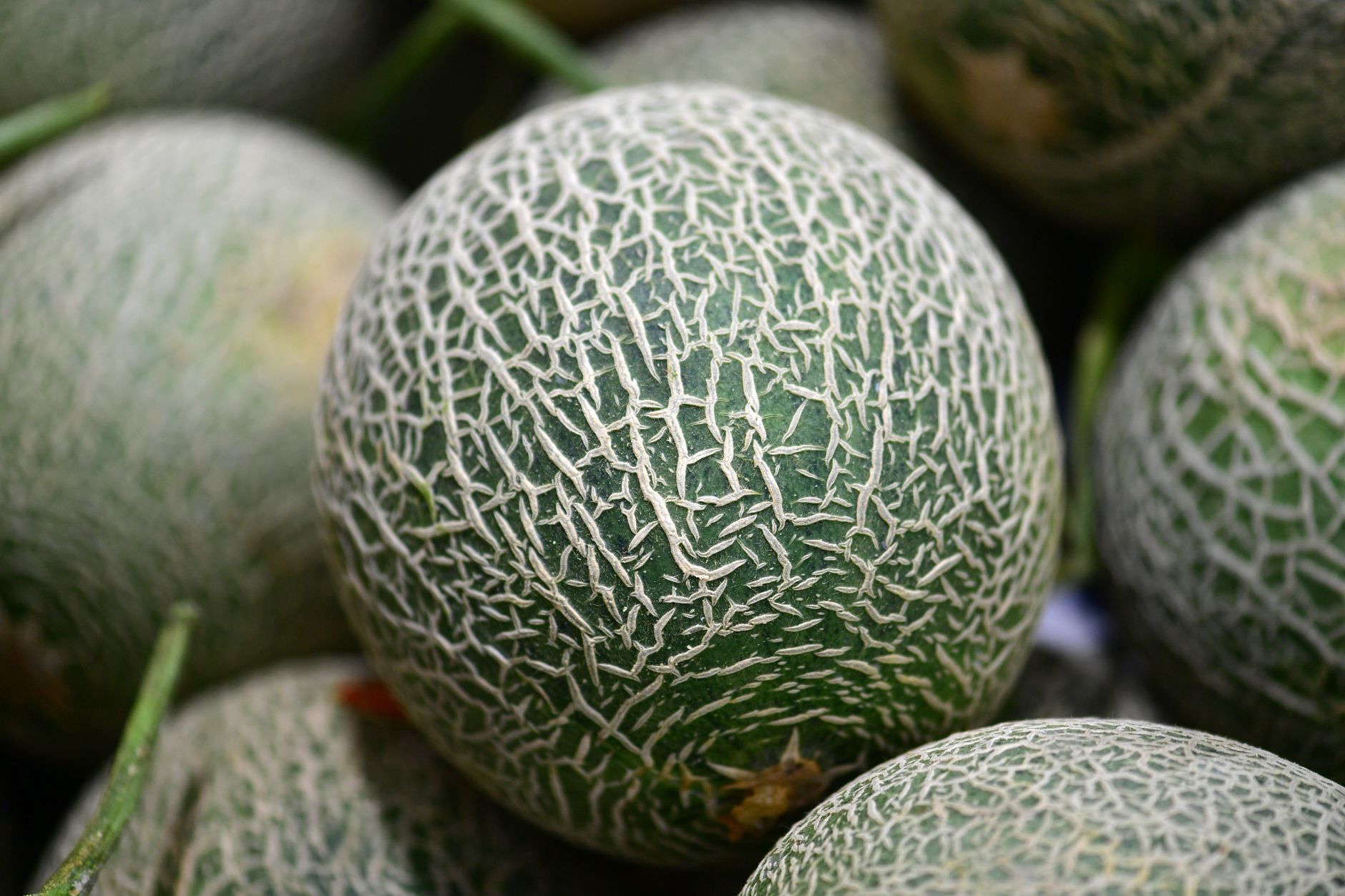 Proprietà del melone: calorie e valori nutrizionali