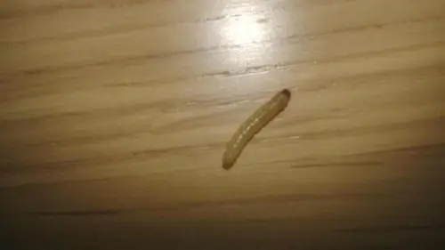 Cosa fare se ci si ritrova dei vermi in casa? Ecco la risposta