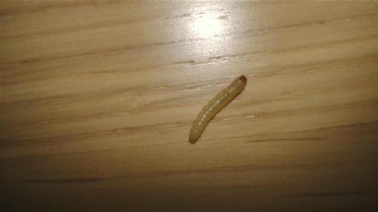 Cosa fare se ci si ritrova dei vermi in casa? Ecco la risposta