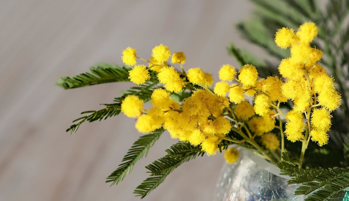 Frasi Festa della Donna 2024: le più belle per Facebook, Instagram, Whatsapp e Telegram