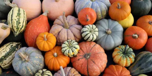 Zucca: ecco quali sono i benefici per il nostro corpo