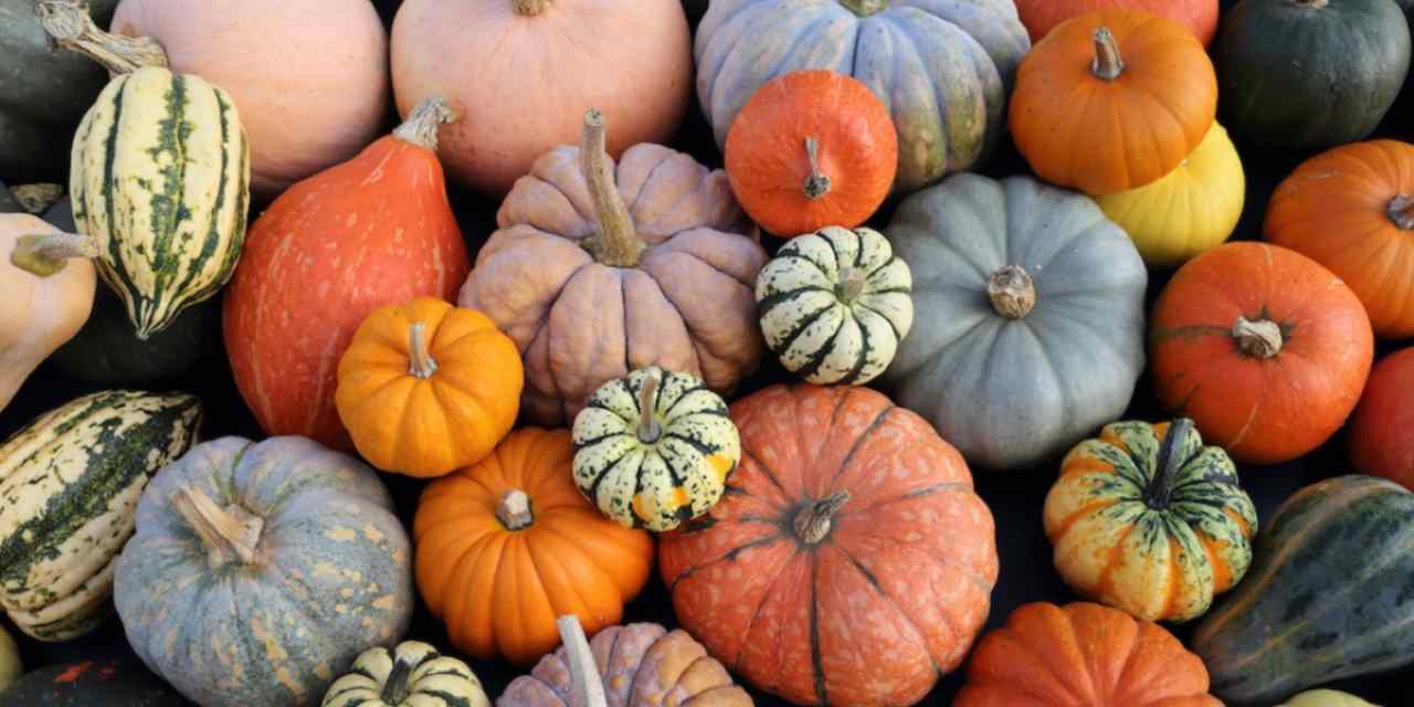 Zucca: ecco quali sono i benefici per il nostro corpo