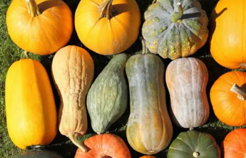 La zucca aiuta a perdere peso? Ecco la risposta dei nutrizionisti