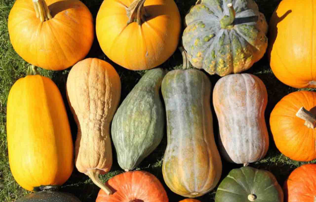 La zucca aiuta a perdere peso? Ecco la risposta dei nutrizionisti