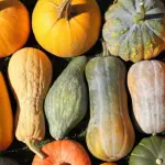 La zucca aiuta a perdere peso? Ecco la risposta dei nutrizionisti