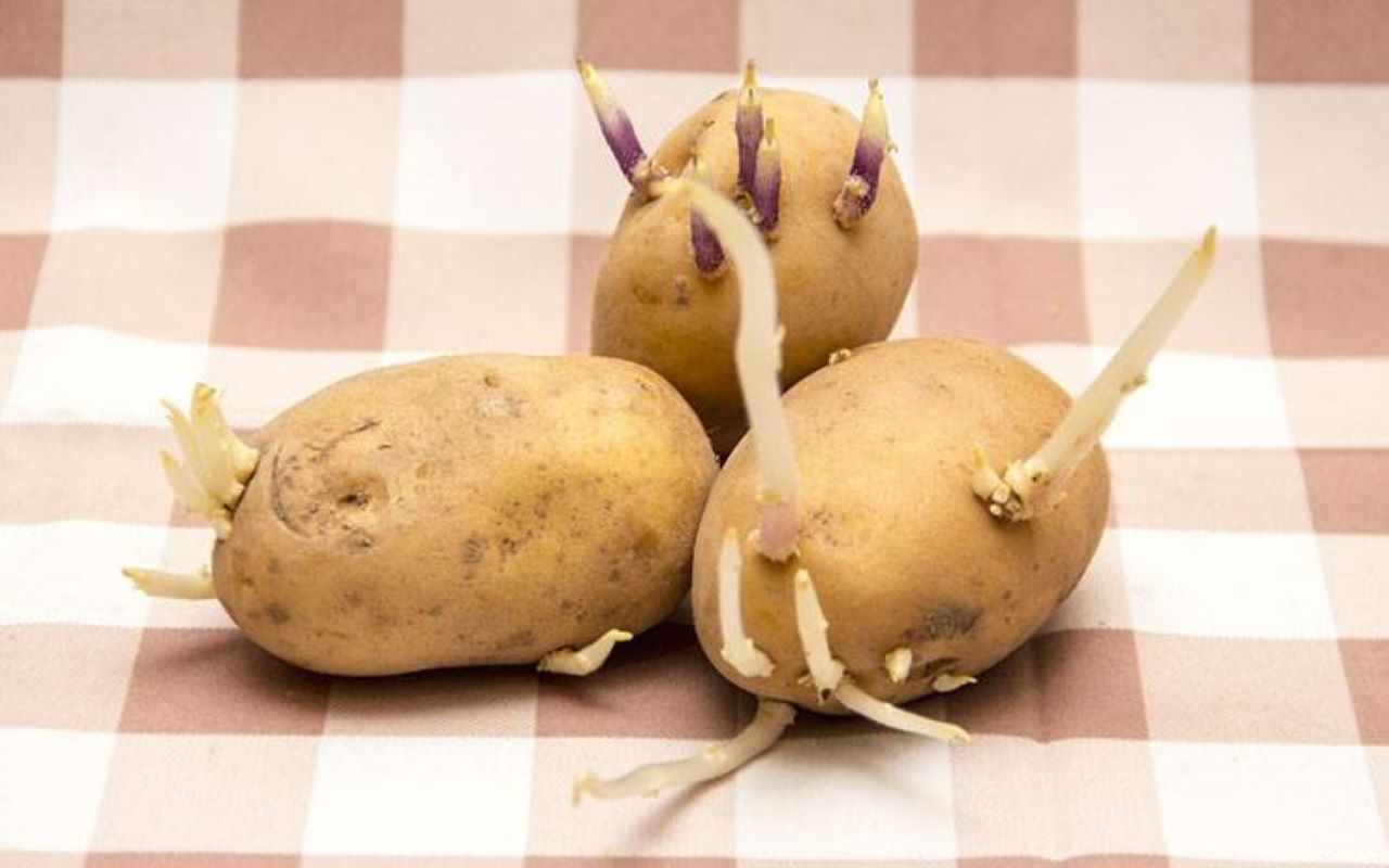 patate germogliate